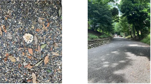 秋葉原から少し足を延ばす。旧岩崎邸庭園で明治建築に出会うの取材写真 3